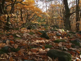 Herbstlaub (© Stadt Bad Dürkheim)