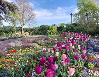 Kurpark Tulpen (© Petra Petry)