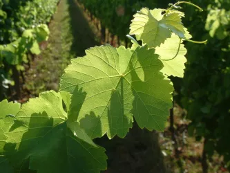Weinrebe (© Stadt Bad Dürkheim)