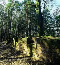 Ruine mit Fenster (© Stadt Bad Dürkheim)