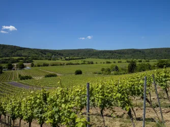 Weingut Dambach-SOPS Weinlage (© Lena Geib Photographie)