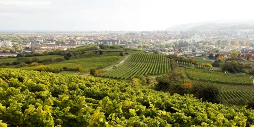 Weinwanderung Panorama (© melhubach photographie)