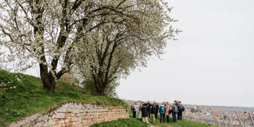 Trockenmauer Mandelblüte weiß