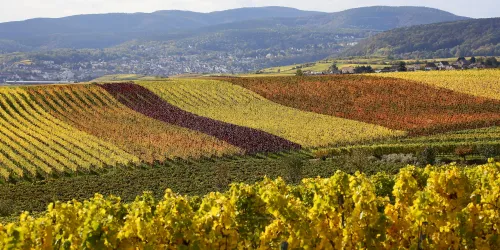 Weinberge