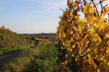 Spielberg_2 (© Stadt Bad Dürkheim)