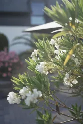 Blühende Pflanzen mit weißen Blüten im Vordergrund. Im Hintergrund sind verschwommene rosa Blumen und ein moderner Gebäudeteil sichtbar.