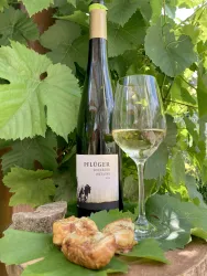 Spielberg Riesling Weingut Pflüger