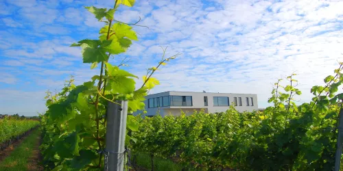 Aussenansicht mit Weinreben (© Weingut Hensel)