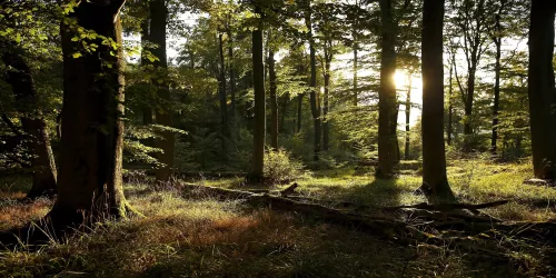 Auf der Suche im Wald (© Stadt Bad Dürkheim)