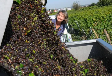 Weinlese