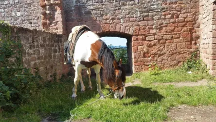 Unterwegs zu Pferd (© Fam. Reiß)