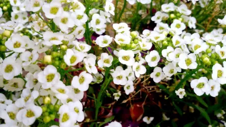 Blumenpracht