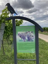 Rebsortenweg Steinweiler, Infotafel Riesling