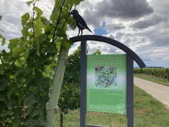 Rebsortenweg Steinweiler, Infotafel Morio-Muskat