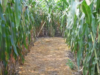 Maislabyrinth Seehof, Steinweiler