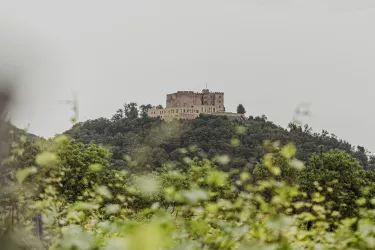 _MG_4137
