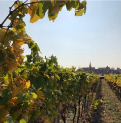Wein, Wandern und Weingeschichte_ Timo Dorsch