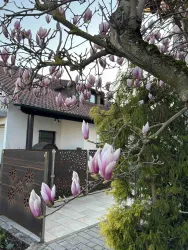 Ein Haus mit einem schönen Garten und einer magnolienbepflanzten Baumreihe. Die blühenden Magnolien haben zarte, lila Blüten.