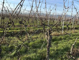 Ein Weinberg mit kargen Reben und grünem Gras. Die Traubensorten sind gut sichtbar zwischen den Reihen.