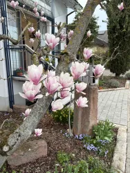 Ein Magnolienbaum blüht mit rosa und weißen Blüten. Im Hintergrund sind Blumen und ein Gehweg zu sehen.