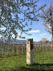 Biblische Weinpfad zu Kirrweiler