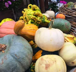 Eine bunte Auswahl an Kürbissen in verschiedenen Formen und Farben. Im Hintergrund sind Blumen zu sehen, die die herbstliche Atmosphäre ergänzen.