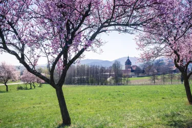 Blühende Kirschbäume stehen auf einer grünen Wiese. Im Hintergrund sind Berge und eine schöne Landschaft zu sehen.