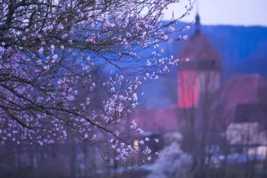 Geilweilerhof beim Rosa Leuchten