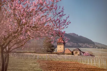 Geilweilerhof zur Mandelblütenzeit