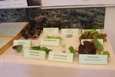 Eine Präsentation mit verschiedenen Salatsorten und Kräutern. Jede Sorte ist mit einer Beschriftung versehen.
