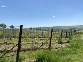 Ein malerischer Weinberg mit grünen Traubenreben unter einem klaren blauen Himmel. Die sanfte Landschaft erstreckt sich bis zum Horizont.