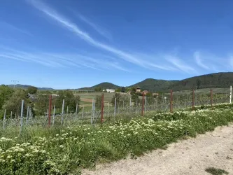 Eine malerische Landschaft mit Weinbergen und sanften Hügeln. Der Himmel ist klar und blau, umgeben von grünen Wiesen.