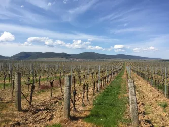 Ein malerisches Weinfeld mit Reihen von Reben und sanften Hügeln im Hintergrund. Der Himmel ist blau mit weißen Wolken.