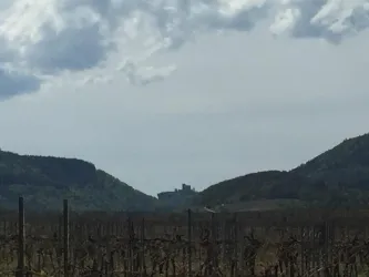 Eine malerische Landschaft mit Weinreben im Vordergrund und sanften Hügeln im Hintergrund. Eine Burg ist in der Ferne zwischen den Bergen zu sehen.