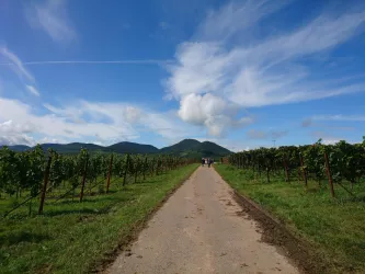 Weg durch die Weinberge (© Nicola Hoffelder, Landau-Land)