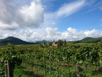 Ausblick von der Weinlage auf den Geilweilerhof