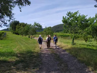 Drei Menschen gehen auf einem schmalen Weg durch eine grüne Landschaft. Im Hintergrund sind Bäume und sanfte Hügel zu sehen.