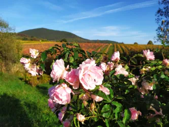 Eine blühende Rose vor einem malerischen Weinberg. Im Hintergrund erheben sich sanfte Hügel unter einem klaren Himmel.
