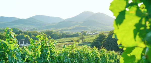 Eine malerische Weinlandschaft mit sanften Hügeln und weiten Weinbergen. Das Sonnenlicht taucht die Szene in ein warmes Licht.