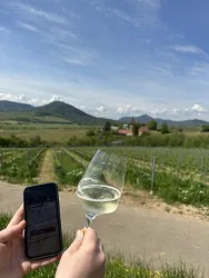 Ein Weinanbaugebiet mit sanften Hügeln und blauem Himmel. Eine Hand hält ein Glas Sekt und ein Smartphone.