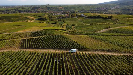Eine weite Weinlandschaft mit Reihen von Reben und sanften Hügeln. Im Vordergrund steht ein Lieferwagen auf einem Feldweg.