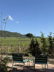 Blick in die Weinberge 2