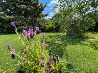 Ein schöner Garten mit blühendem Lavendel und grünem Gras. Im Hintergrund sind Bäume und Sträucher zu sehen.