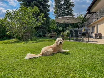 EinHund liegt entspannt auf einer grünen Wiese. Im Hintergrund sind ein Haus und Gartenmöbel zu sehen.