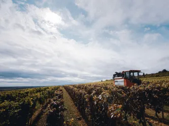 Eine Weinlandschaft mit einem modernen Erntetraktor. Der Himmel ist bewölkt und die Reben ziehen sich bis zum Horizont.