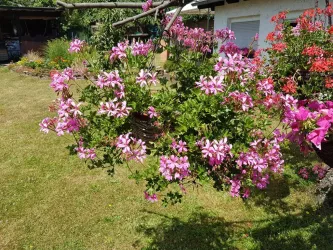 Garten Geranien (© Heinz Horn)