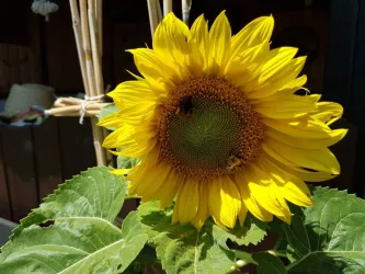 Garten Sonnenblume (© Heinz Horn)