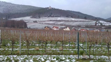 Ausblick-Wald