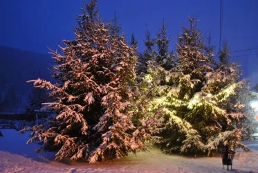 Spirkelbacher Weihnachtswald (© OG Spirkelbach)