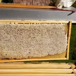 Bienenwaben (© Steffen Hornschuh)